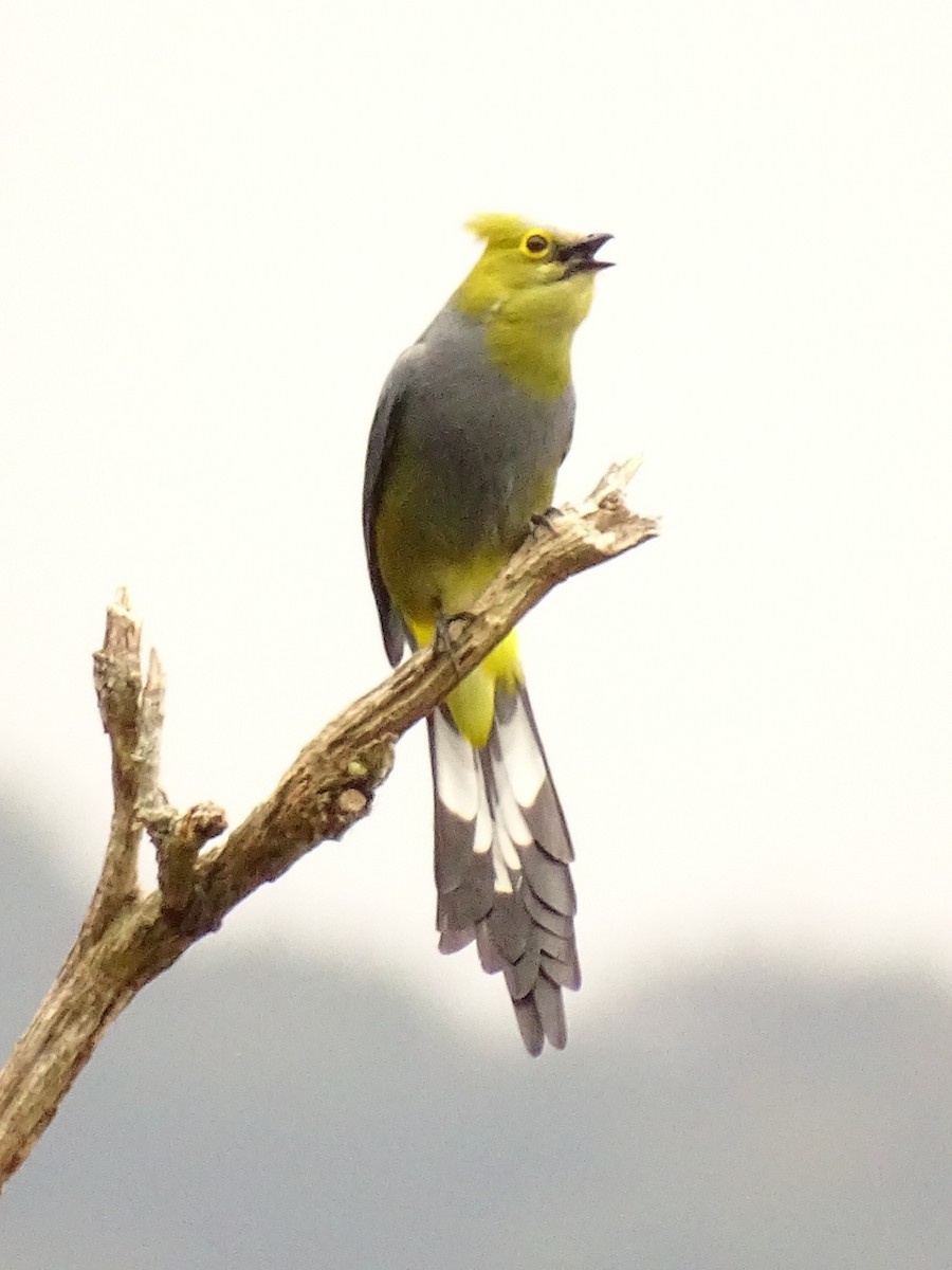 Long-tailed Silky-flycatcher - Natalia Soledad  Herrada