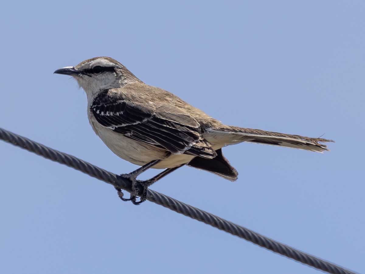 Chalk-browed Mockingbird - ML617162211