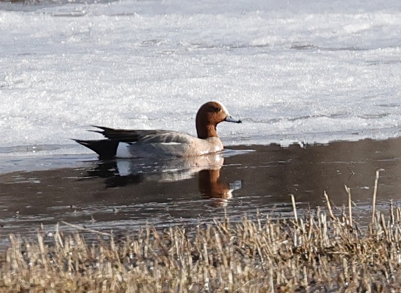 Canard siffleur - ML617162238