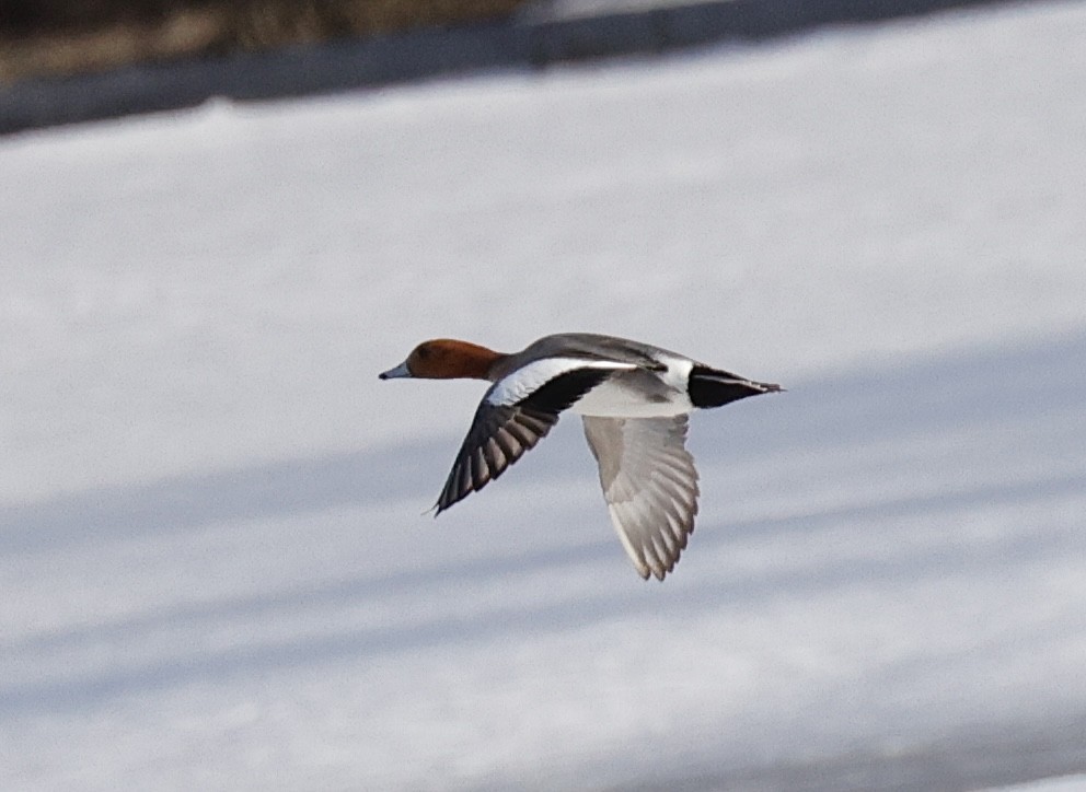 Eurasian Wigeon - ML617162239