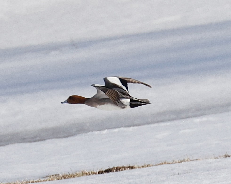 Canard siffleur - ML617162240