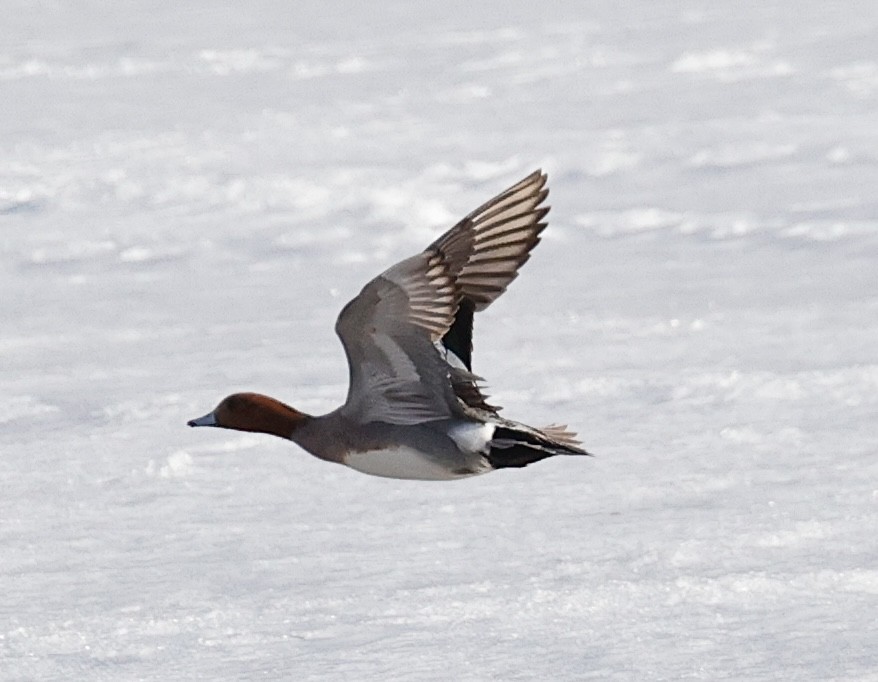 Eurasian Wigeon - ML617162241