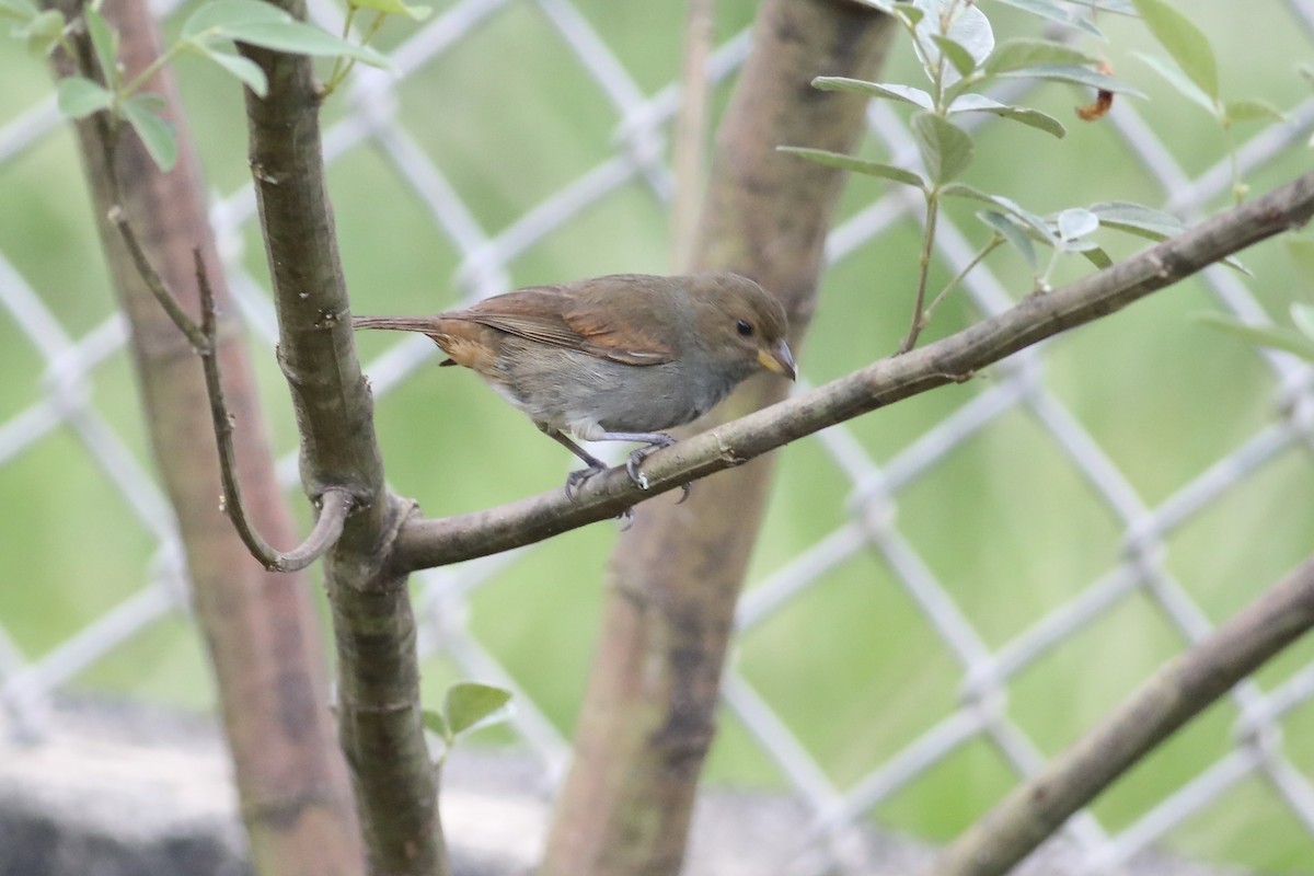 Lesser Antillean Bullfinch - ML617162286