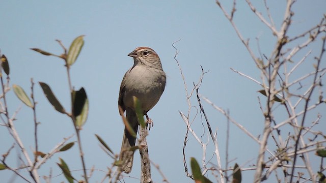 ズアカスズメモドキ - ML617162290