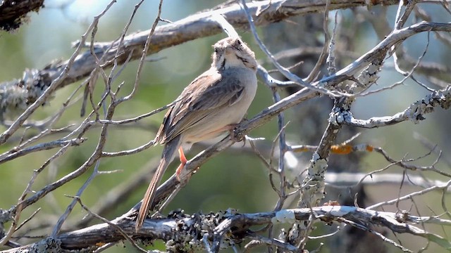 Tohi à calotte fauve - ML617162292