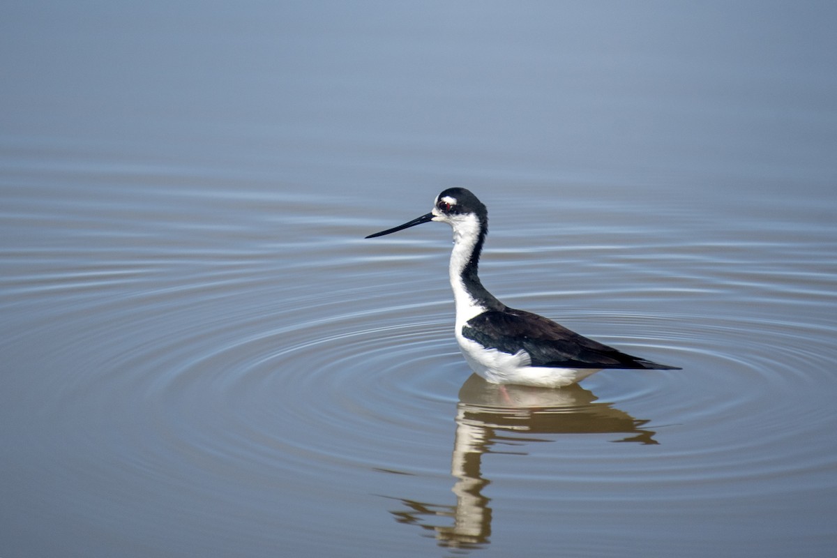 Black-necked Stilt - ML617162338