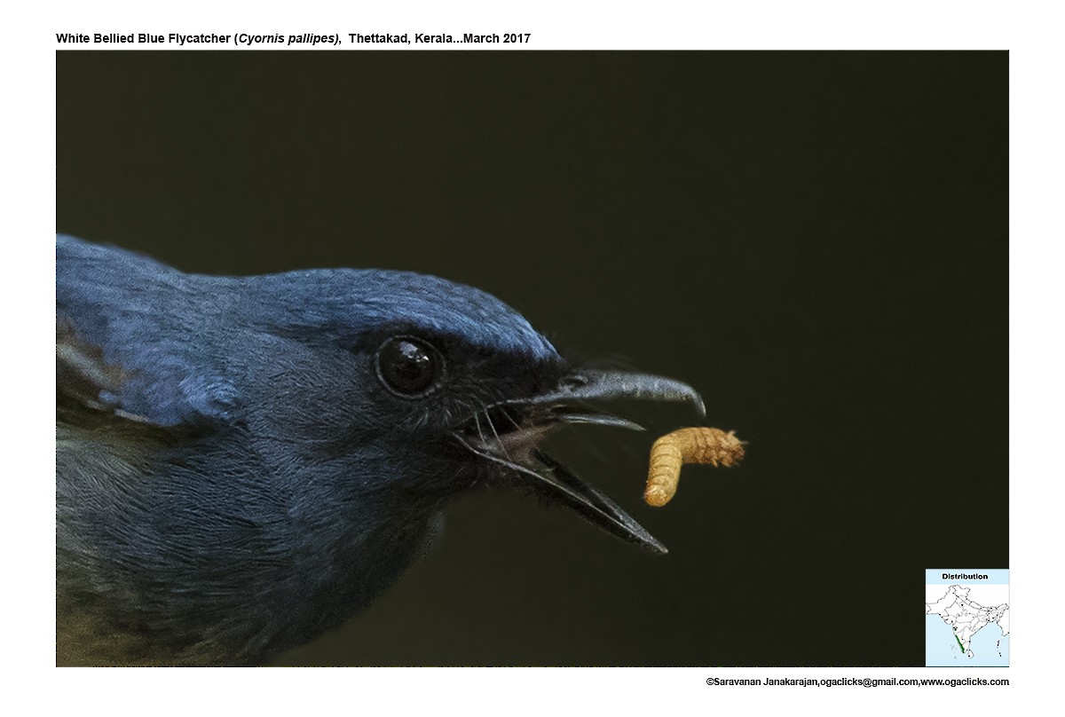 White-bellied Blue Flycatcher - Saravanan Janakarajan