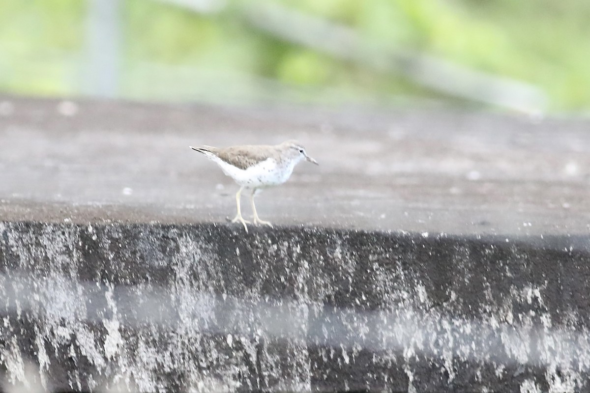 Spotted Sandpiper - ML617162362