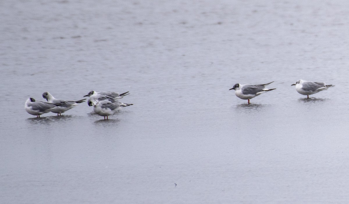 Bonaparte's Gull - ML617162379