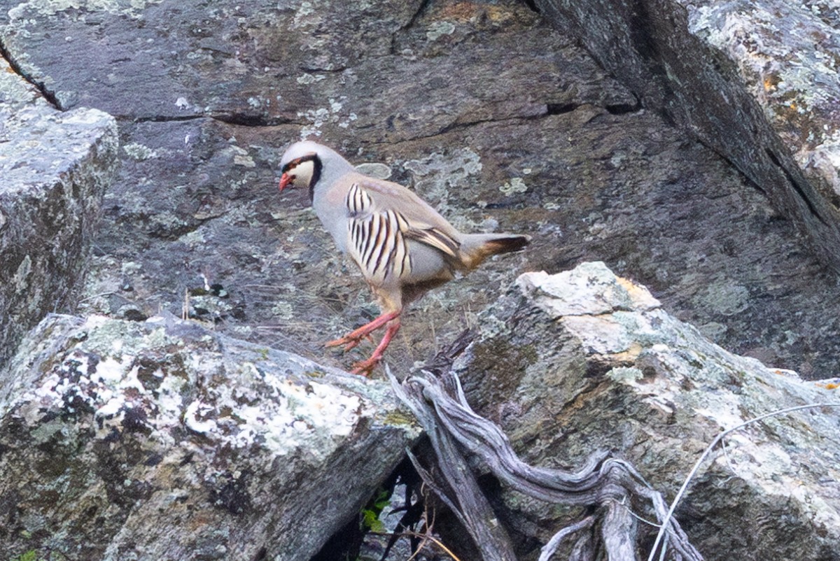 Chukar - John Reynolds