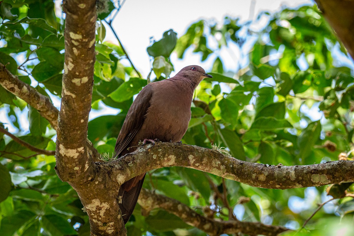 Ruddy Pigeon - ML617162398