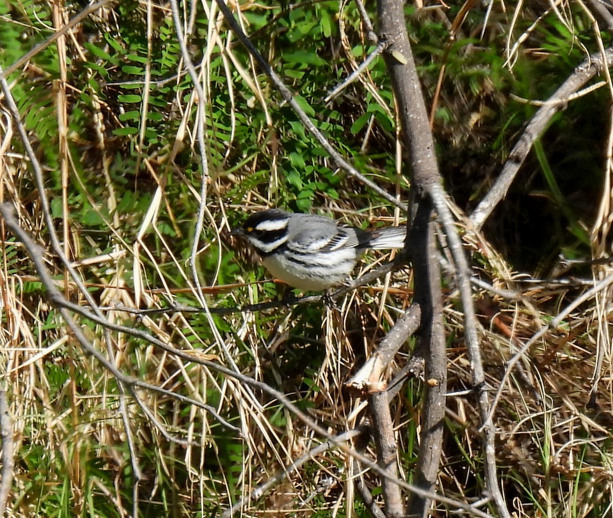 Black-throated Gray Warbler - Mary Tannehill