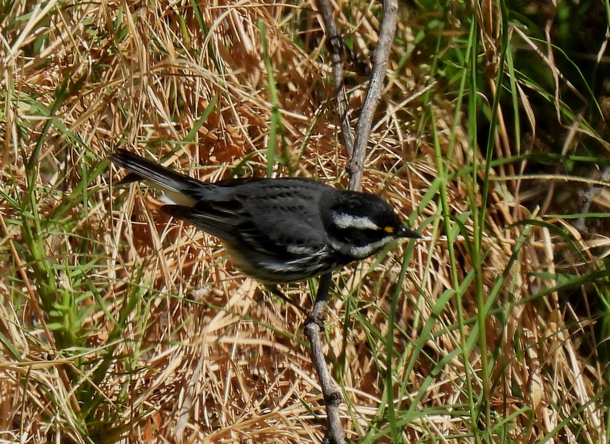 Black-throated Gray Warbler - ML617162450