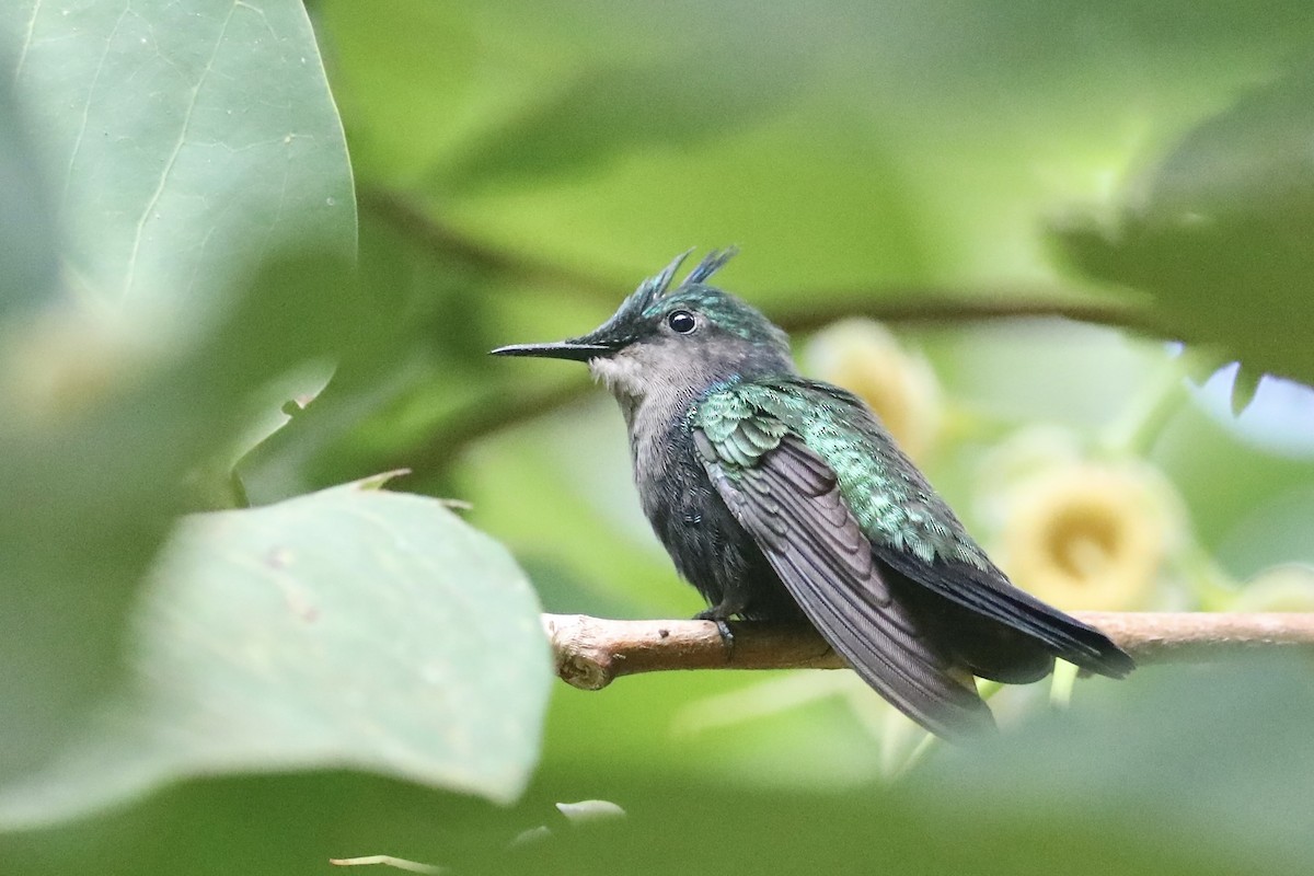 Antillean Crested Hummingbird (St. Vincent) - ML617162455