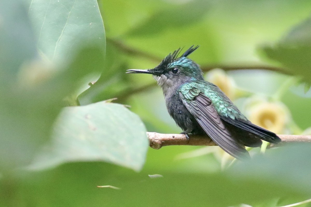 Colibrí Crestado (ornatus) - ML617162458