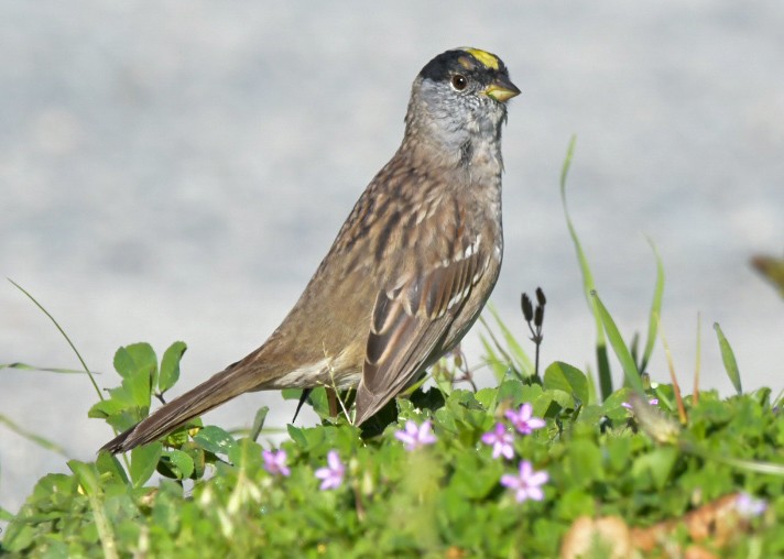 Golden-crowned Sparrow - Debra Miyamoto