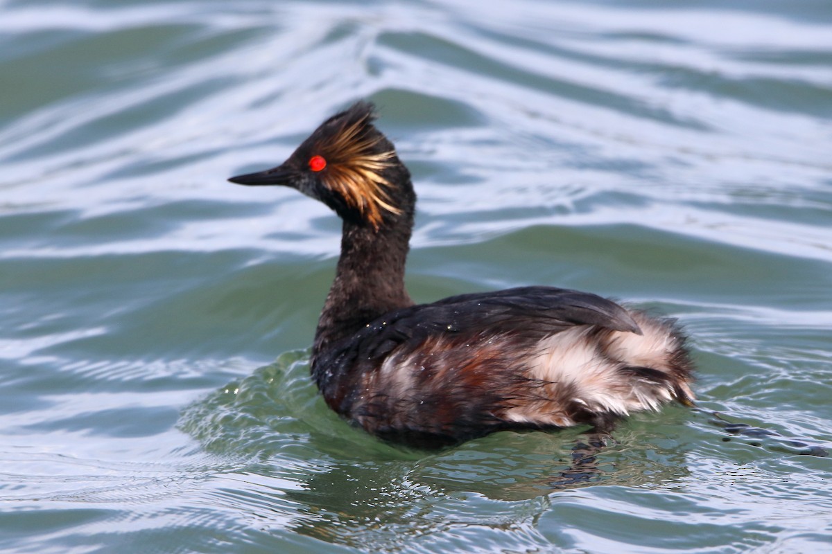 Eared Grebe - ML617162490