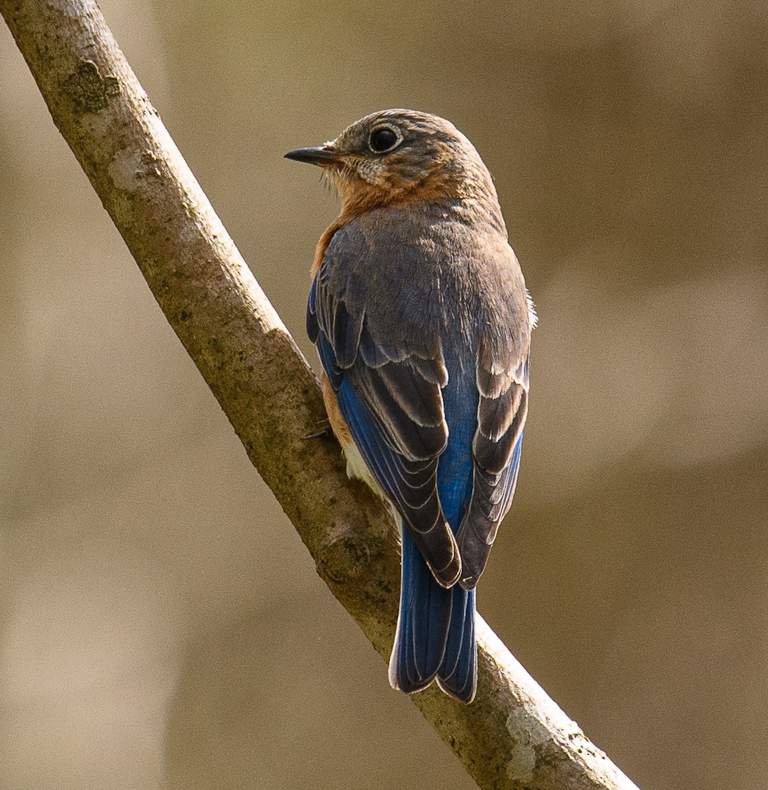 Eastern Bluebird - ML617162514