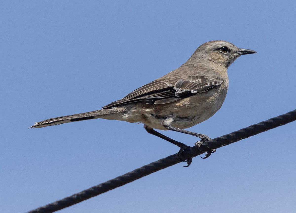 Patagonian Mockingbird - ML617162520