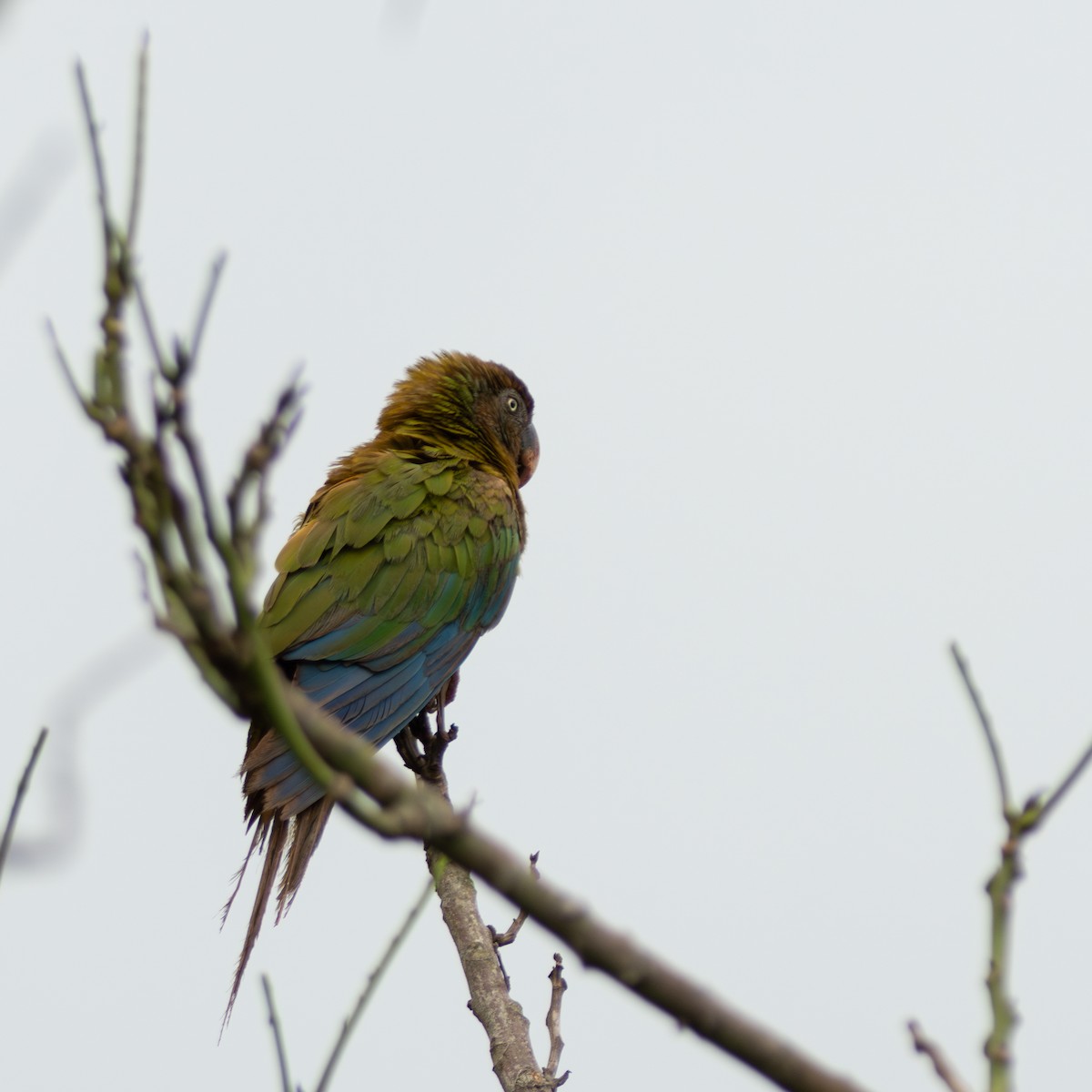 Blue-headed Macaw - ML617162529