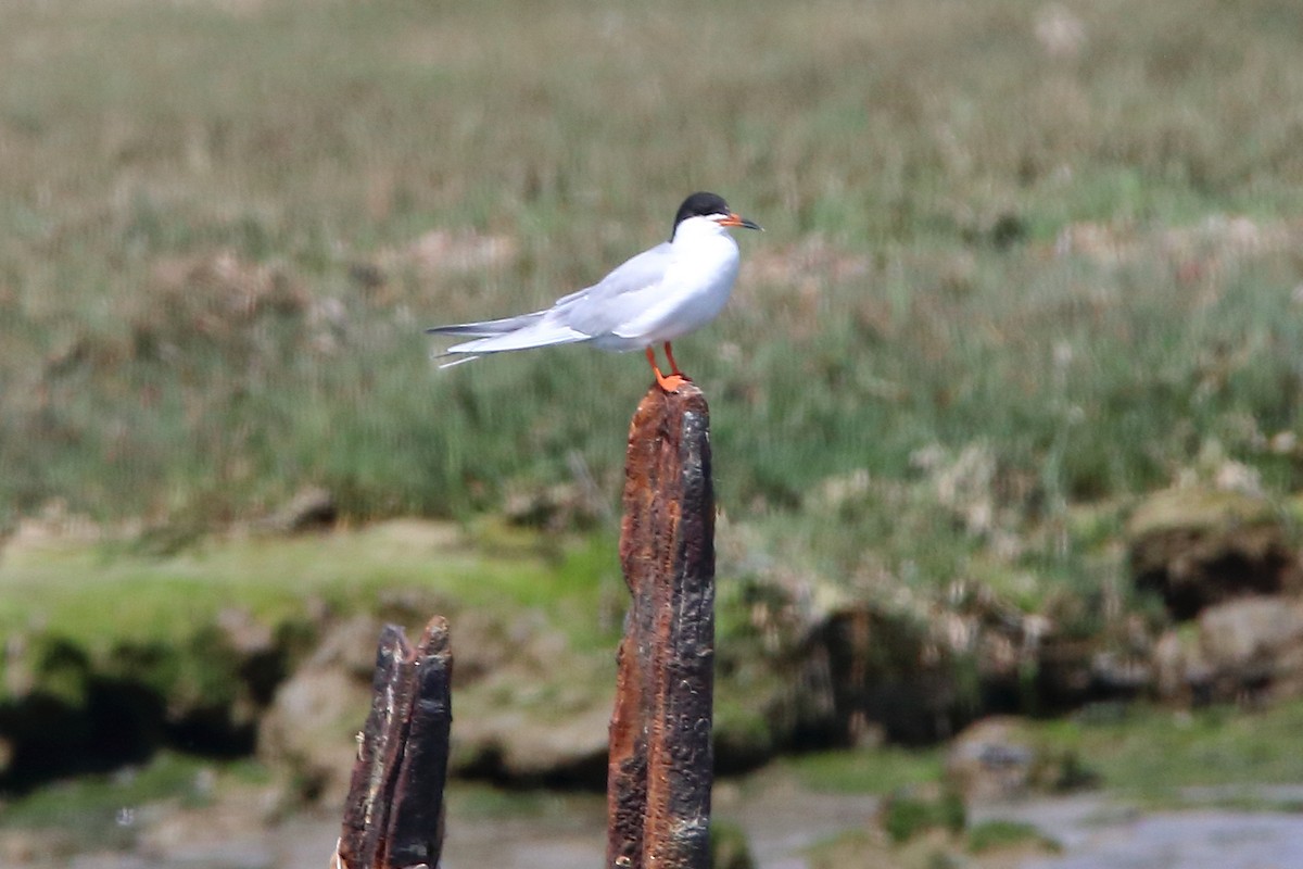 Forster's Tern - ML617162534