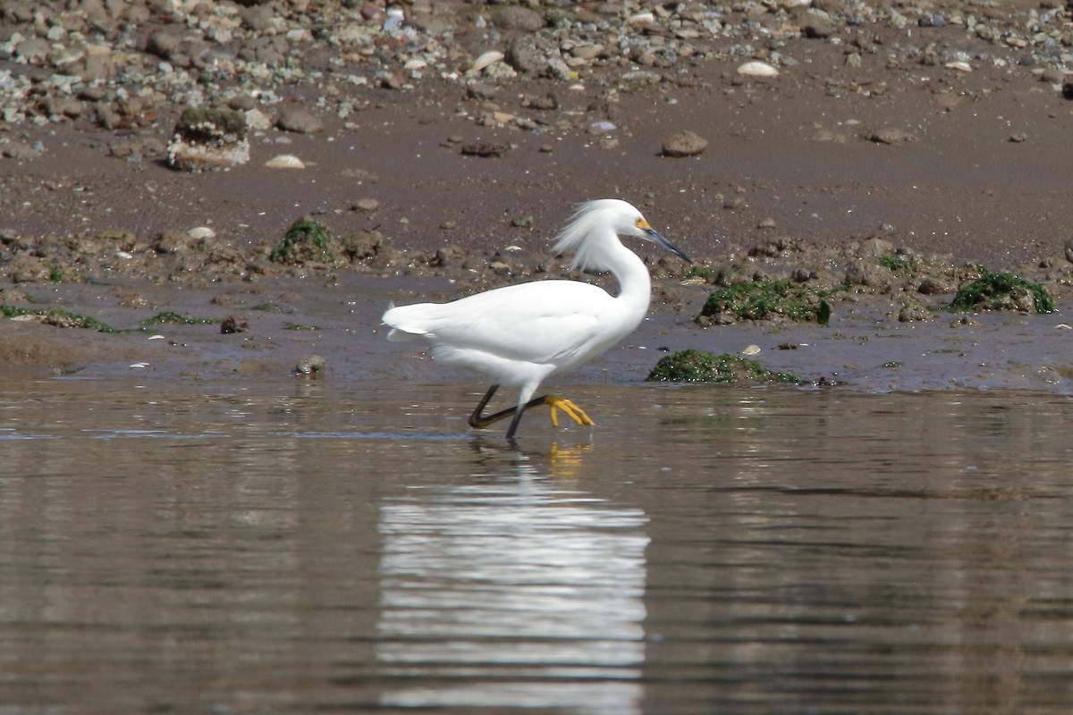 Snowy Egret - ML617162577