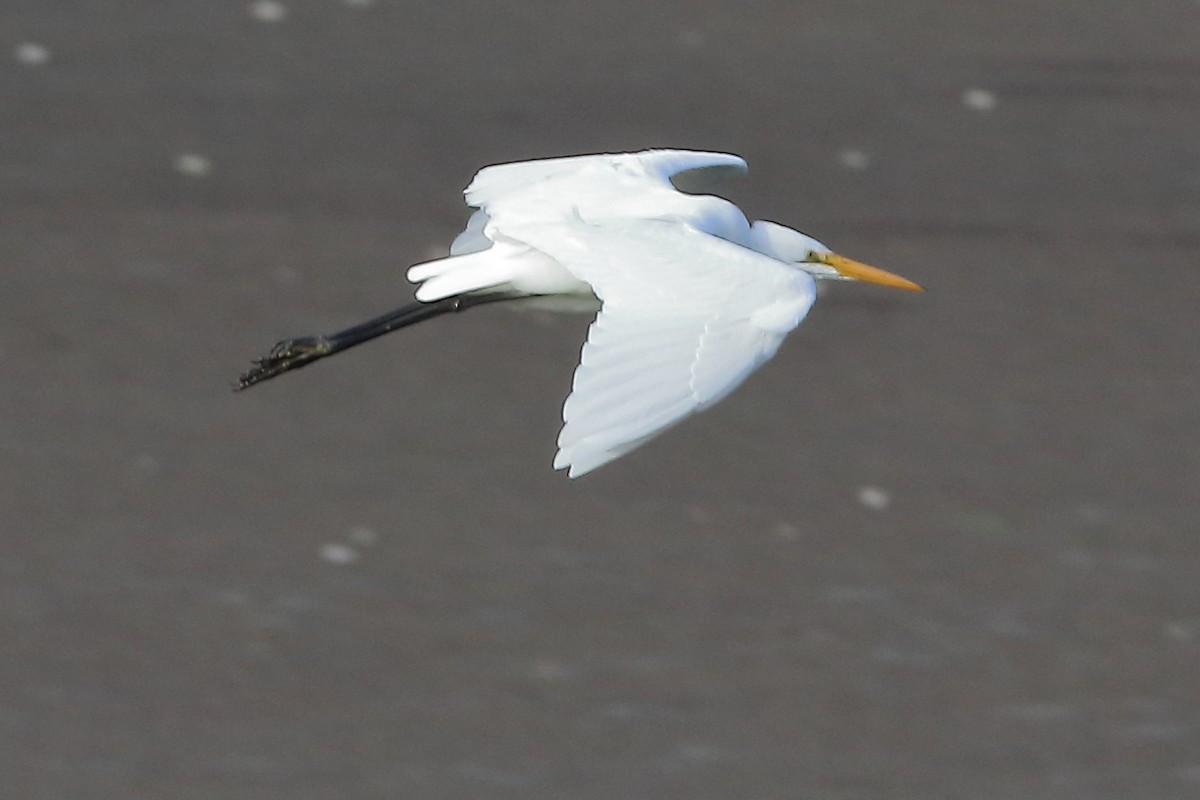 Great Egret - ML617162591