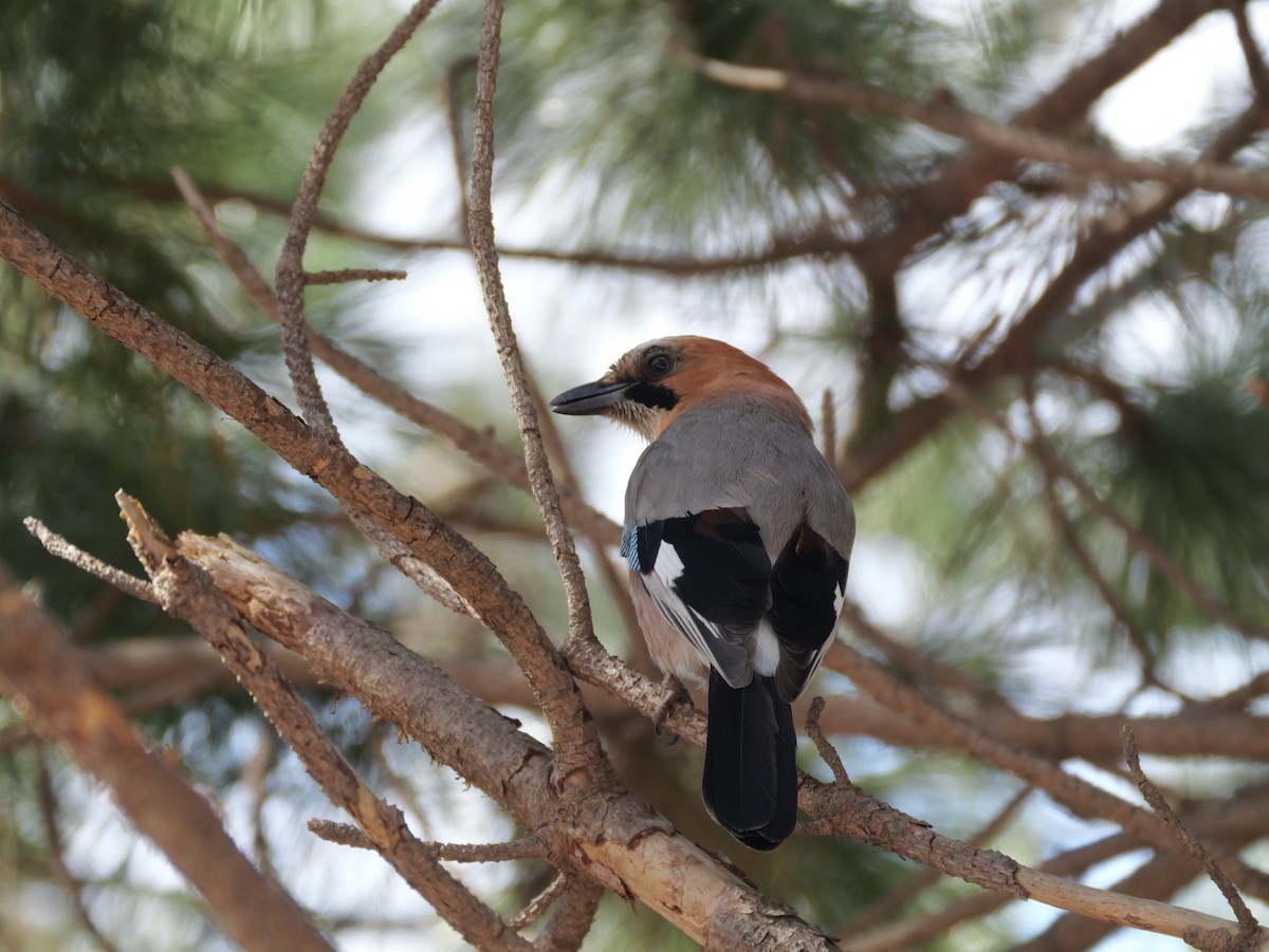 Eurasian Jay (Brandt's) - ML617162601