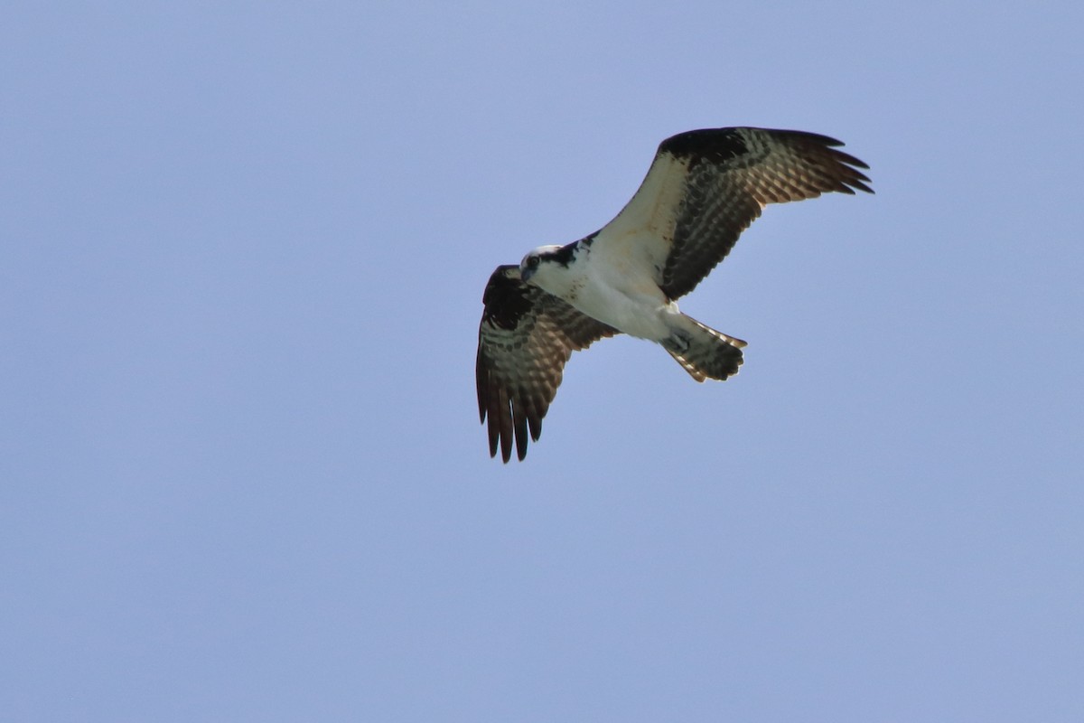 Águila Pescadora - ML617162602