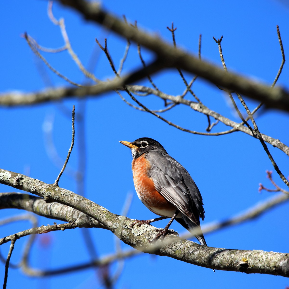 American Robin - ML617162661