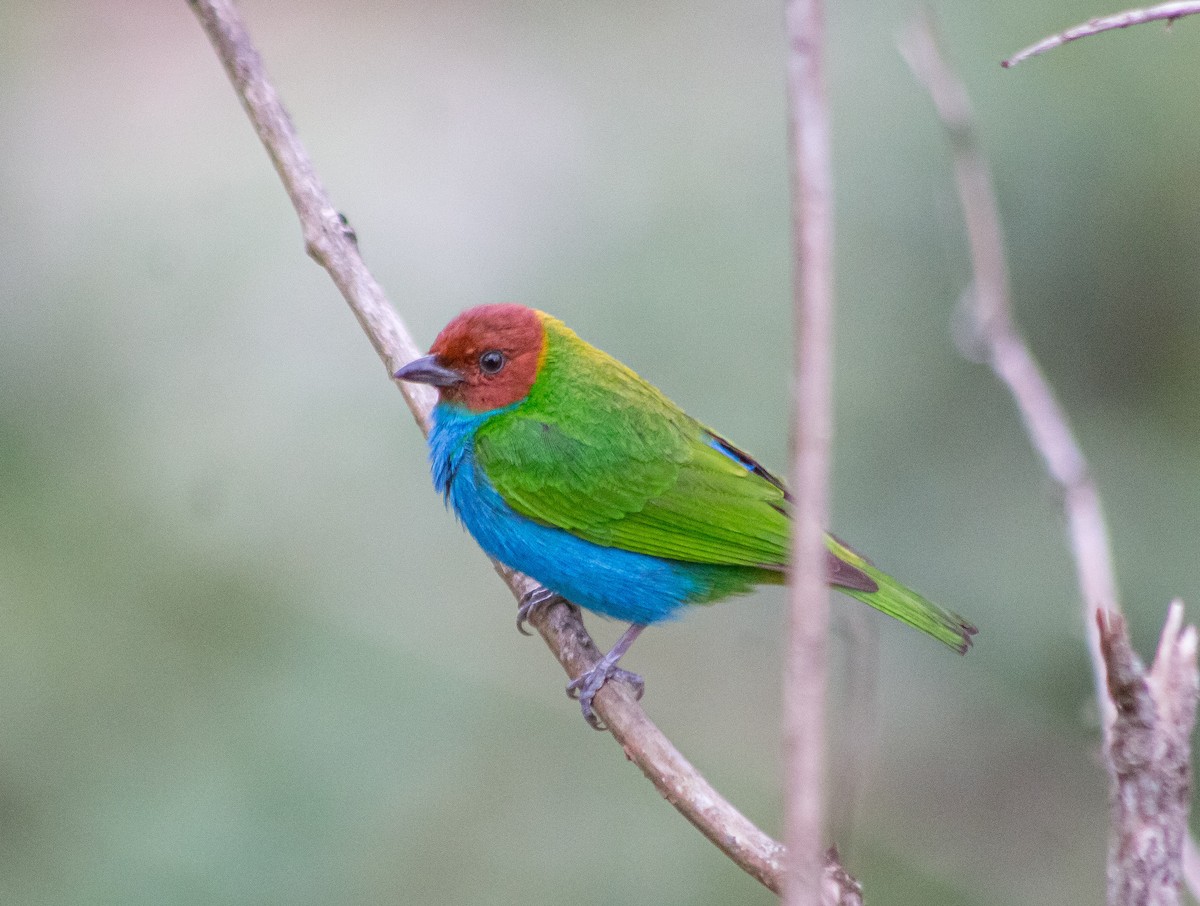 Bay-headed Tanager - ML617162666