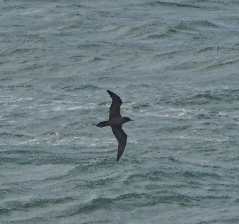 Wedge-tailed Shearwater - ML617162677