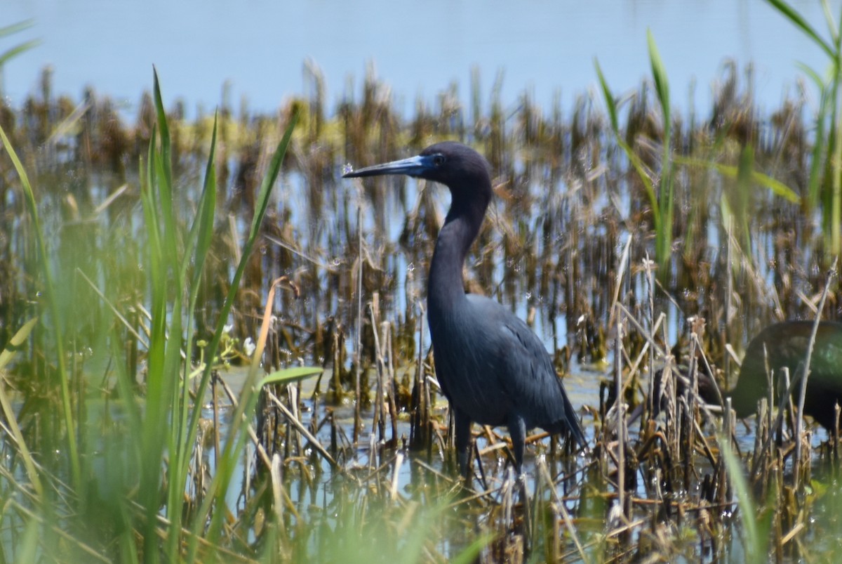 Little Blue Heron - ML617162679