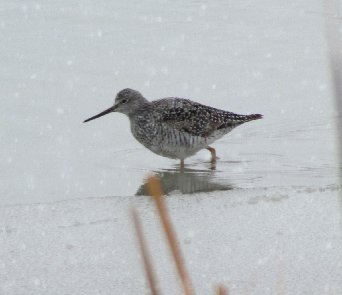 Greater Yellowlegs - ML617162692