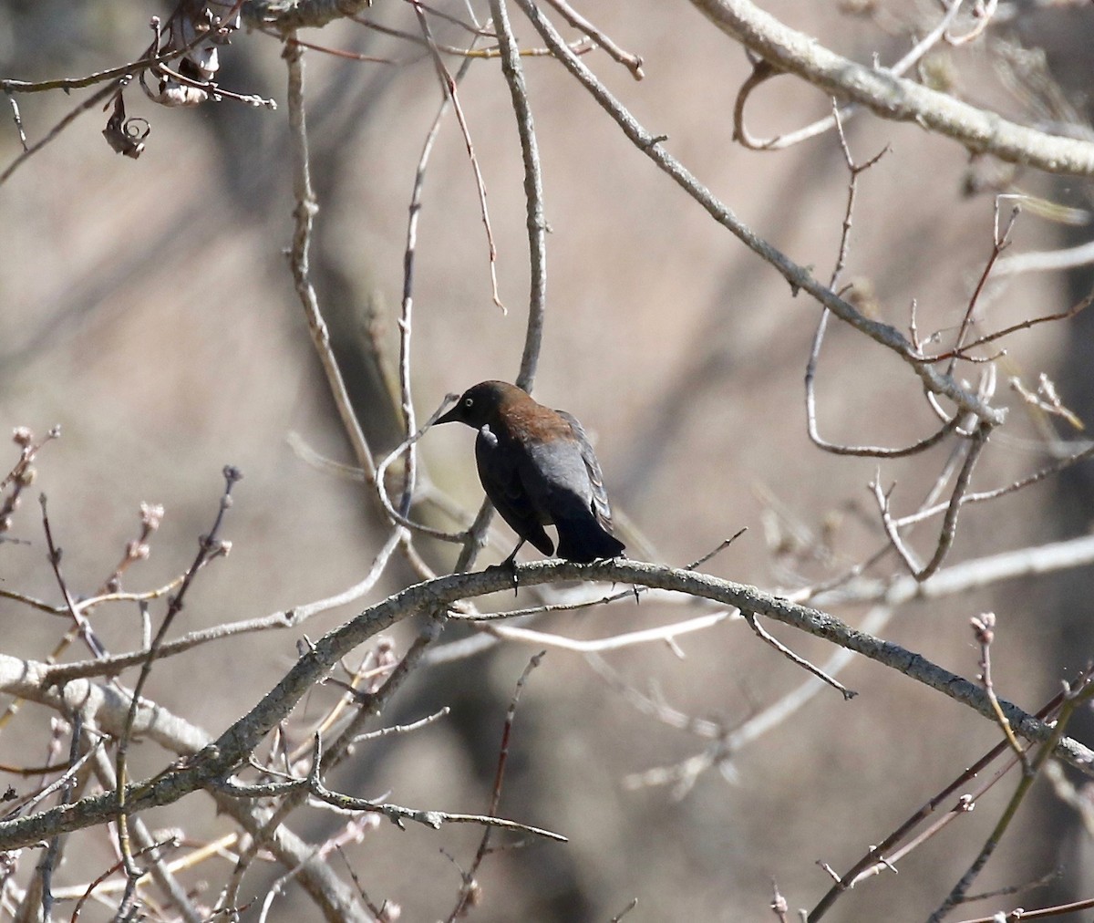 Rusty Blackbird - ML617162715