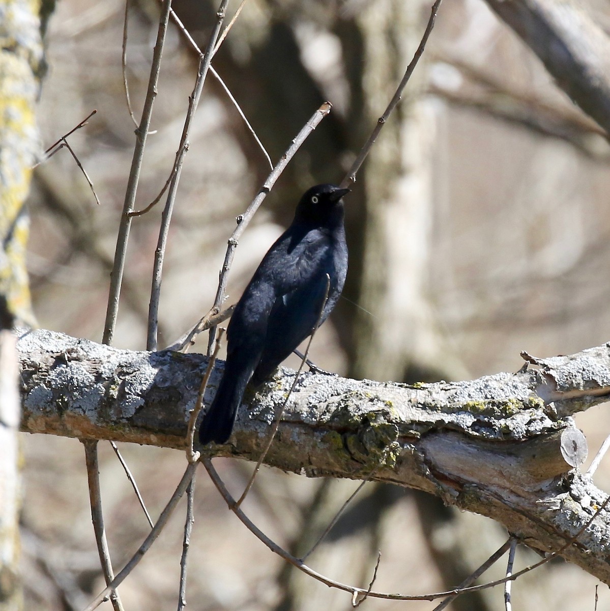 Rusty Blackbird - ML617162716