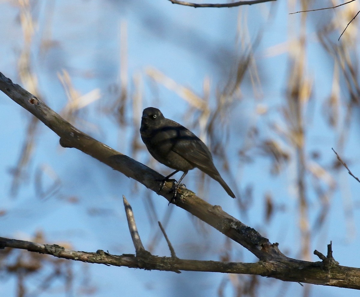 Rusty Blackbird - ML617162718