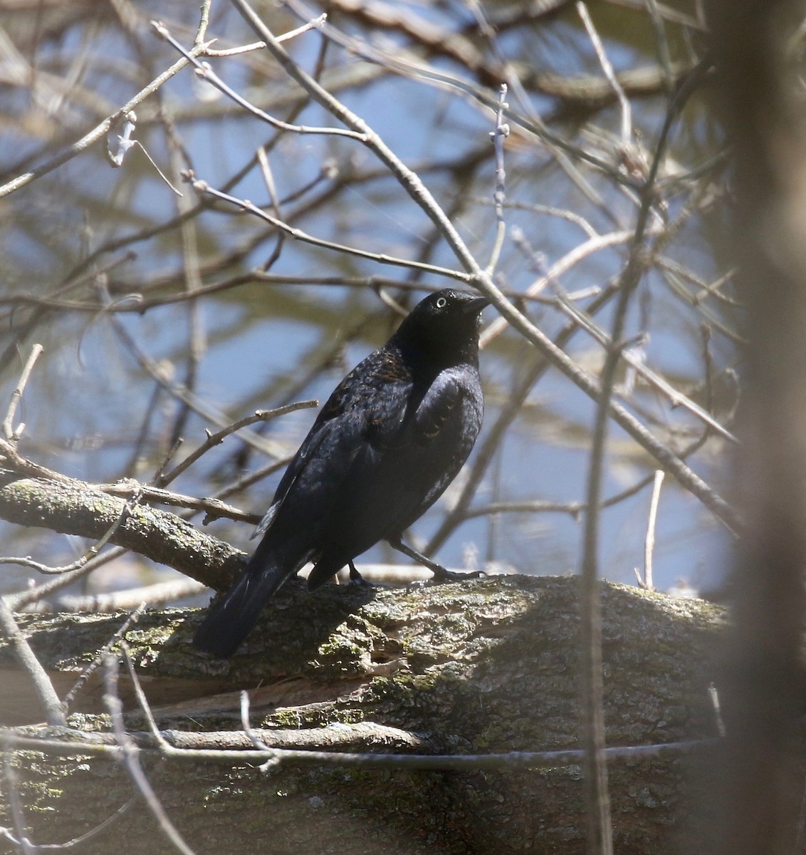 Rusty Blackbird - ML617162719