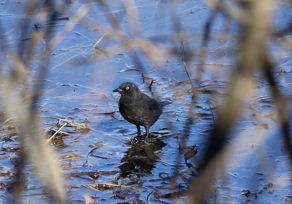 Rusty Blackbird - ML617162720