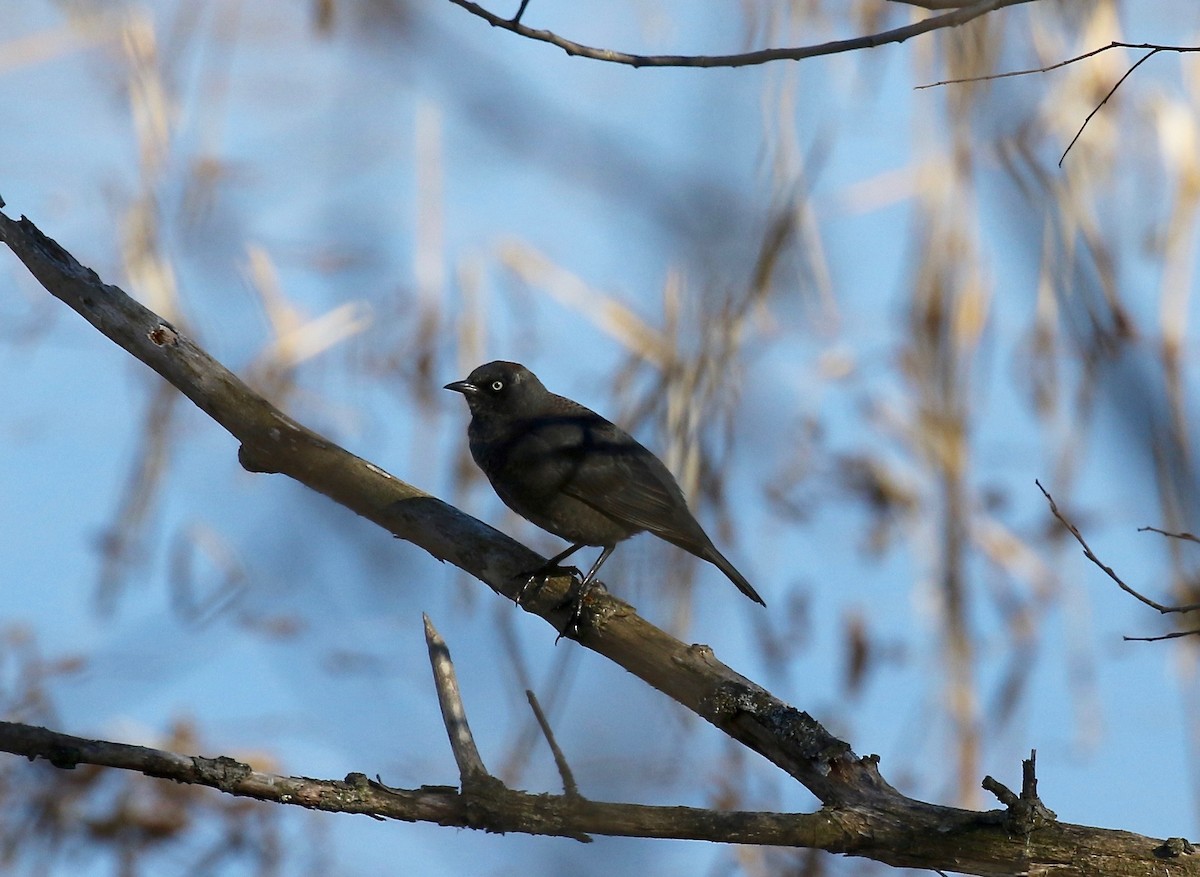 Rusty Blackbird - Sandy Vorpahl