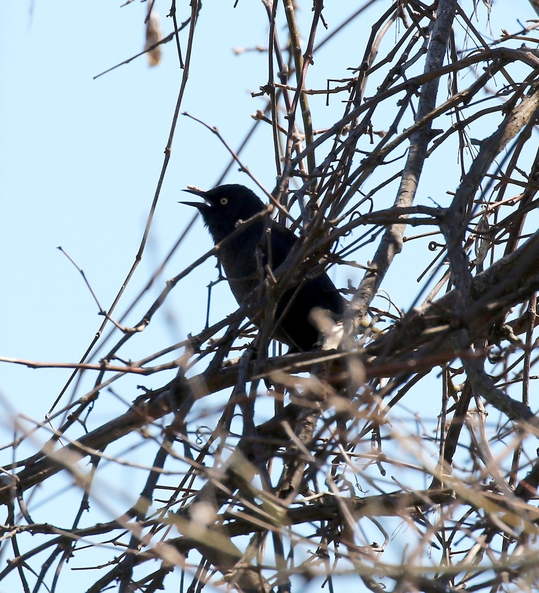 Rusty Blackbird - ML617162728