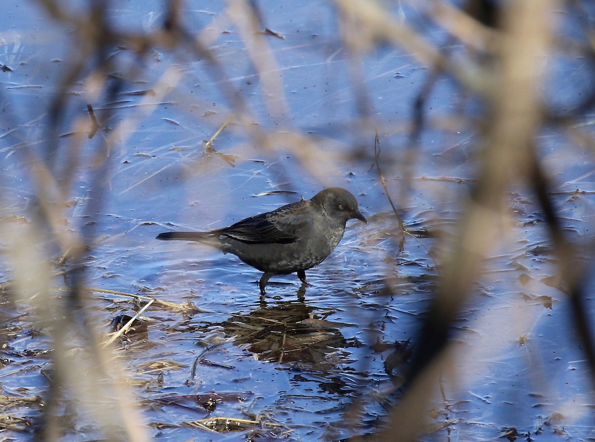 Rusty Blackbird - ML617162729