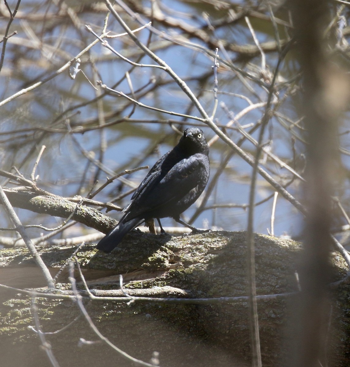 Rusty Blackbird - ML617162730