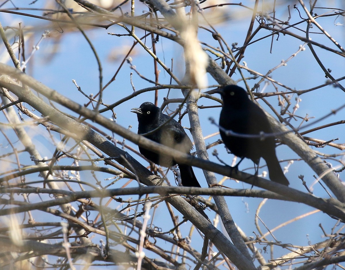 Rusty Blackbird - ML617162731