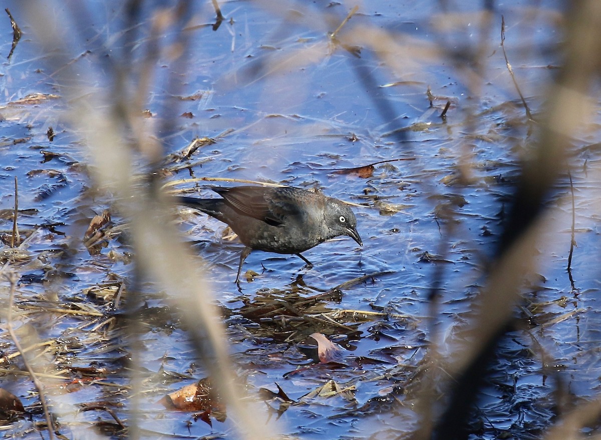 Rusty Blackbird - ML617162732