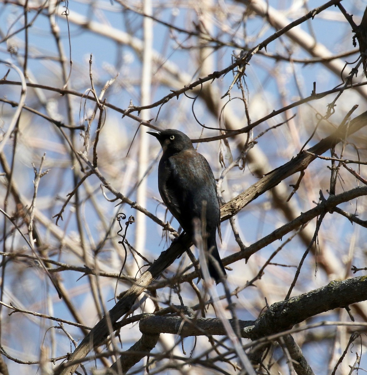 Rusty Blackbird - ML617162733