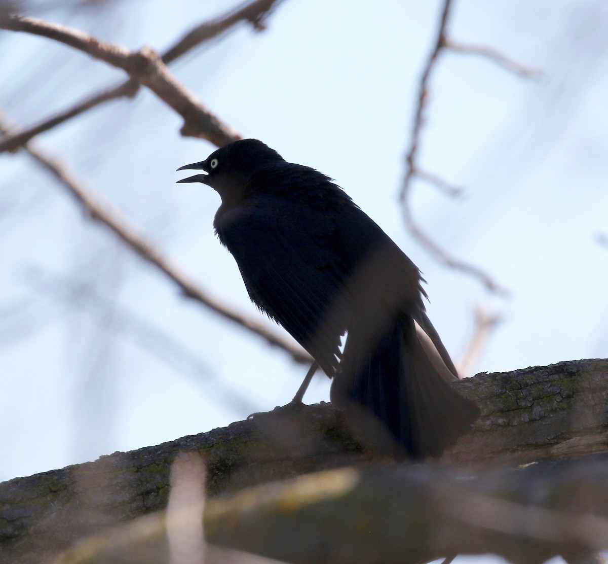 Rusty Blackbird - ML617162734