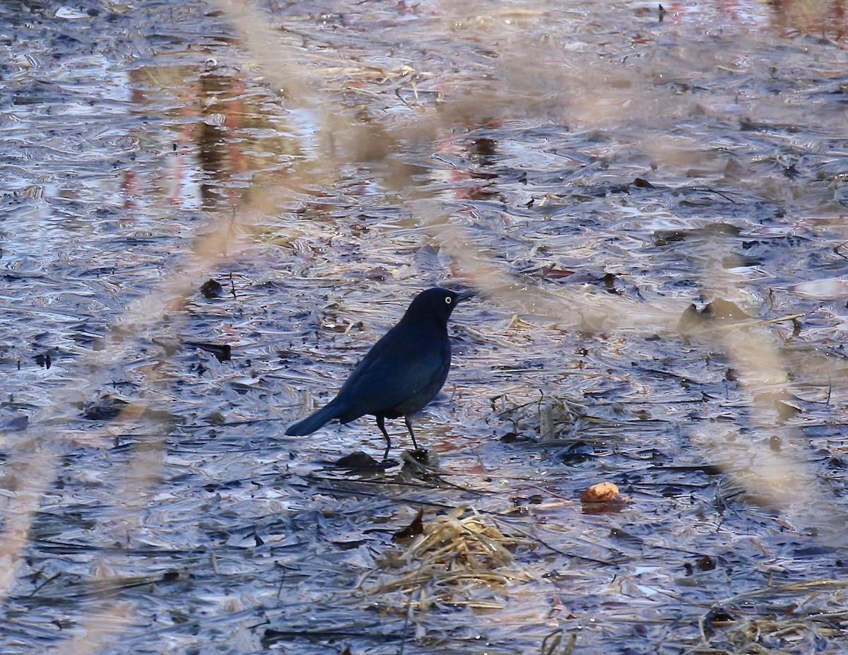 Rusty Blackbird - ML617162735