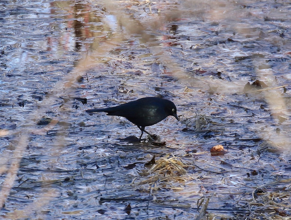 Rusty Blackbird - ML617162736