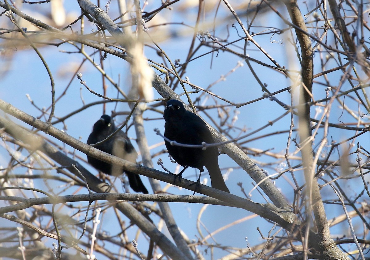 Rusty Blackbird - ML617162737